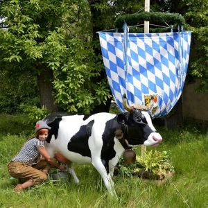 Melkkuh Vermietung, Wettmelkkuh mieten, Verleih
